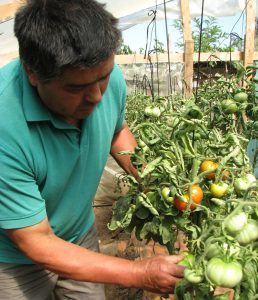 agricultor-tomate-limachino